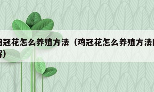 鸡冠花怎么养殖方法（鸡冠花怎么养殖方法图解）