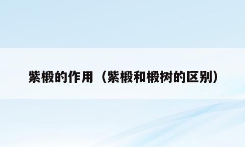紫椴的作用（紫椴和椴树的区别）