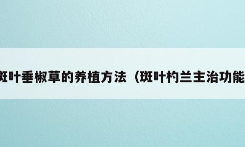 斑叶垂椒草的养植方法（斑叶杓兰主治功能）