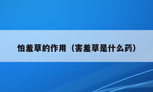 怕羞草的作用（害羞草是什么药）