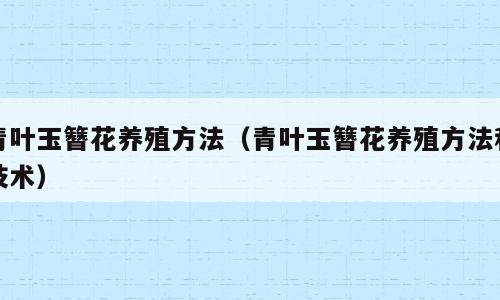 青叶玉簪花养殖方法（青叶玉簪花养殖方法和技术）