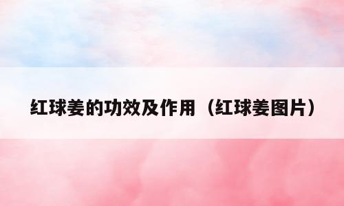 红球姜的功效及作用（红球姜图片）