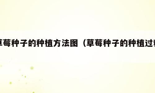 草莓种子的种植方法图（草莓种子的种植过程）