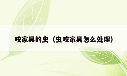 咬家具的虫（虫咬家具怎么处理）