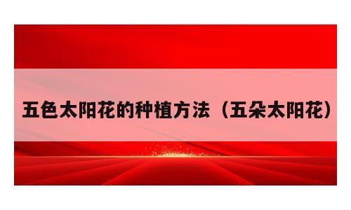 五色太阳花的种植方法（五朵太阳花）