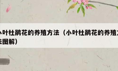 小叶杜鹃花的养殖方法（小叶杜鹃花的养殖方法图解）
