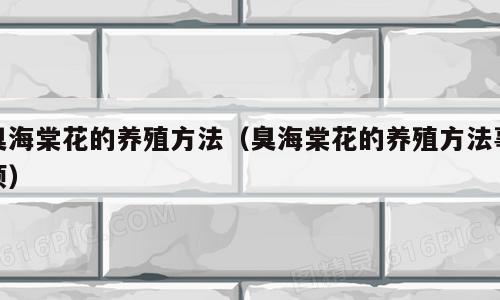 臭海棠花的养殖方法（臭海棠花的养殖方法事项）