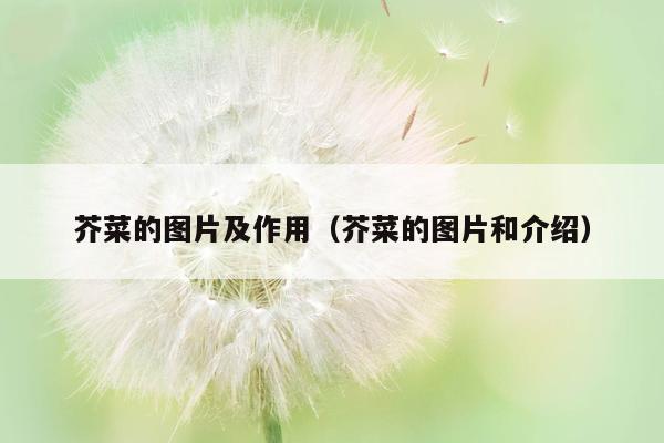芥菜的图片及作用（芥菜的图片和介绍）