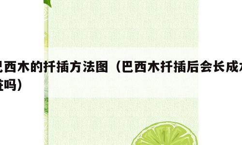 巴西木的扦插方法图（巴西木扦插后会长成木桩吗）