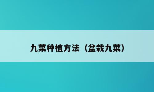 九菜种植方法（盆栽九菜）