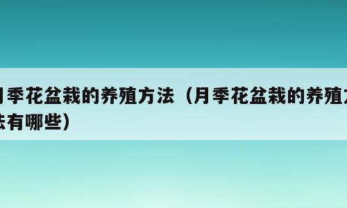 月季花盆栽的养殖方法（月季花盆栽的养殖方法有哪些）