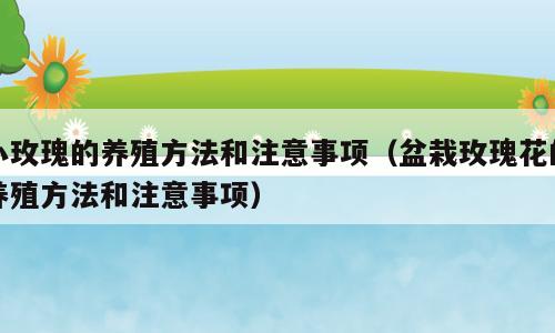 小玫瑰的养殖方法和注意事项（盆栽玫瑰花的养殖方法和注意事项）