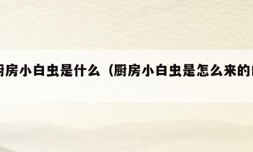 厨房小白虫是什么（厨房小白虫是怎么来的白）