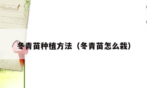 冬青苗种植方法（冬青苗怎么栽）