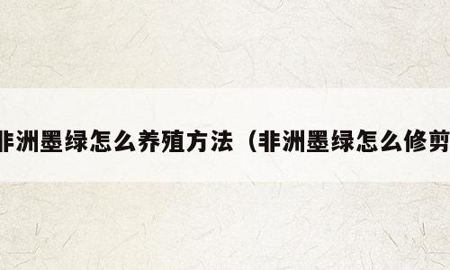 非洲墨绿怎么养殖方法（非洲墨绿怎么修剪）