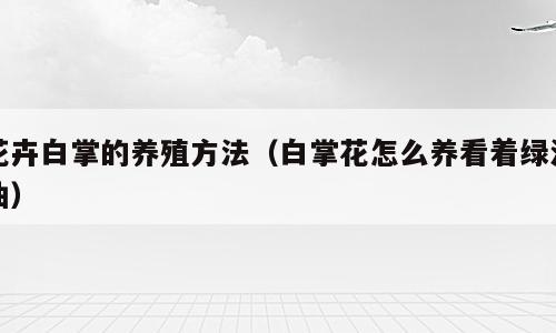 花卉白掌的养殖方法（白掌花怎么养看着绿油油）
