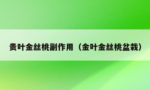 贵叶金丝桃副作用（金叶金丝桃盆栽）