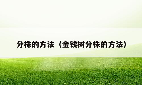 分株的方法（金钱树分株的方法）