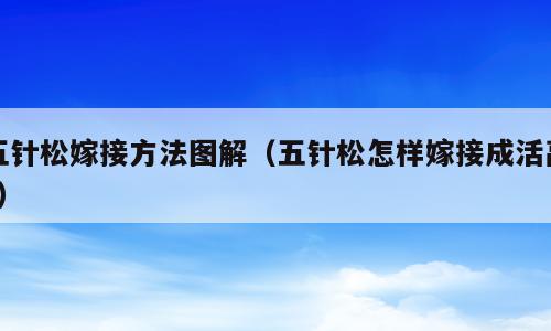 五针松嫁接方法图解（五针松怎样嫁接成活高?）