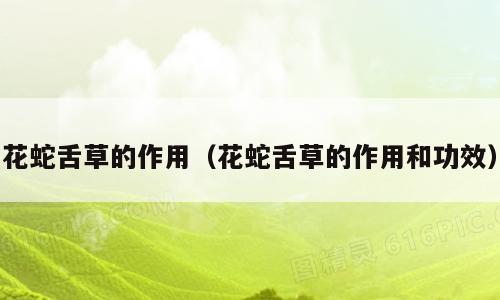 花蛇舌草的作用（花蛇舌草的作用和功效）