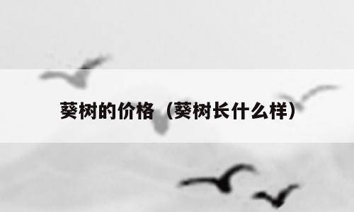葵树的价格（葵树长什么样）
