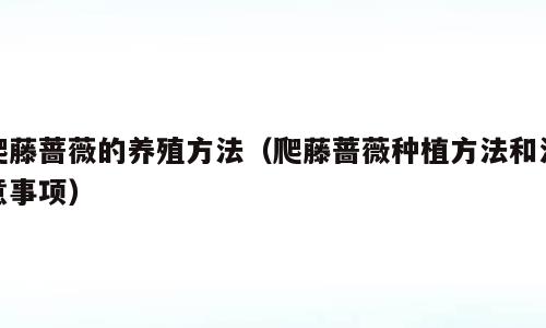爬藤蔷薇的养殖方法（爬藤蔷薇种植方法和注意事项）