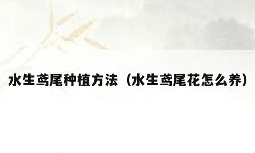 水生鸢尾种植方法（水生鸢尾花怎么养）