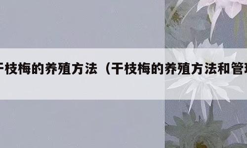 干枝梅的养殖方法（干枝梅的养殖方法和管理）