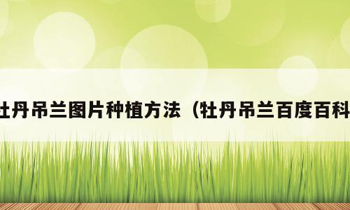 牡丹吊兰图片种植方法（牡丹吊兰百度百科）