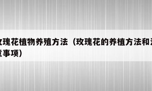 玫瑰花植物养殖方法（玫瑰花的养植方法和注意事项）