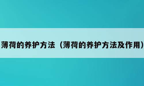 薄荷的养护方法（薄荷的养护方法及作用）
